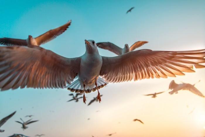 鳥に追いかけられる夢