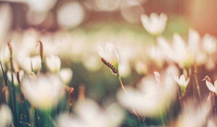 《夢占い》夢の中に芋虫が出てきた時のメッセージを解読！