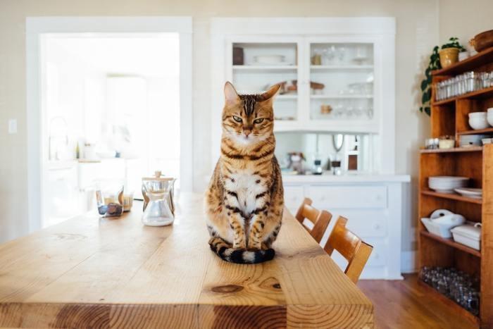 虹の橋で会える？猫は死後どうなる？