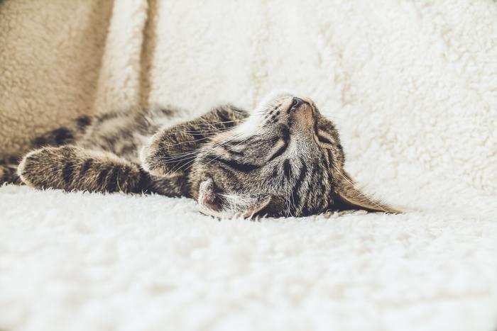 パターン別に夢占い。猫になる夢の意味/心理を解説