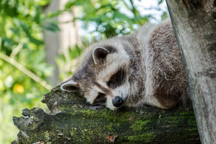 動物占いたぬき4つのタイプ、それぞれの性格を見てみよう！