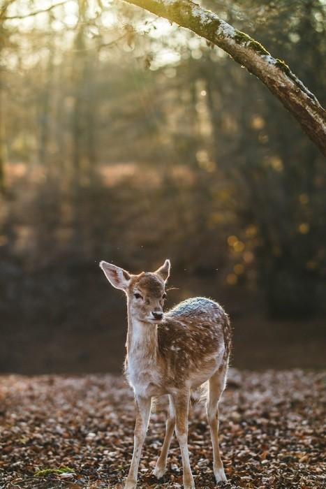 動物占いでこじかの男性ってどんな人？基本性格をチェック！