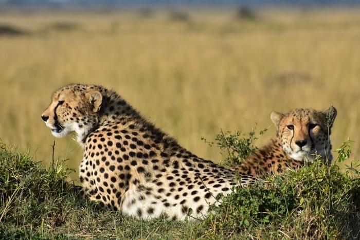 動物占いチーター4つのタイプ、それぞれの性格を見てみよう！