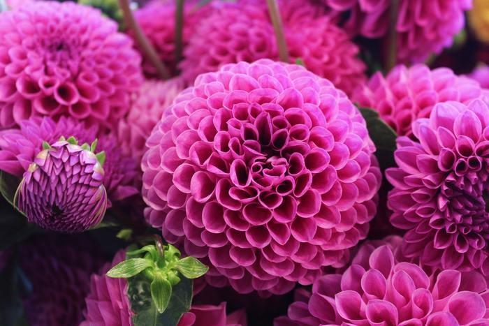 紫色の花の夢