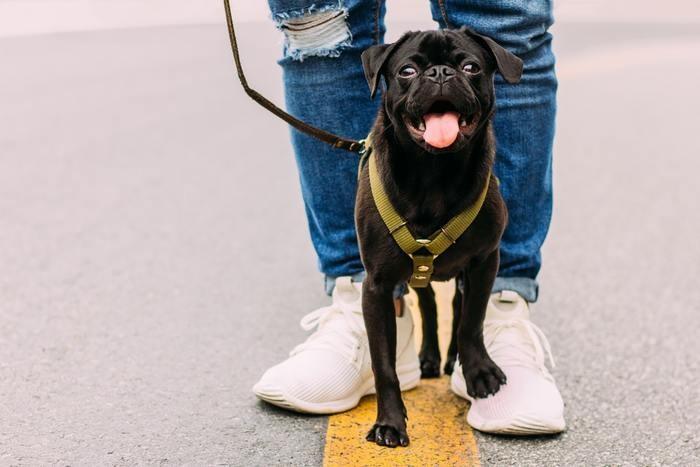 独身女性が犬を飼うと結婚できなくなる定説の謎って？