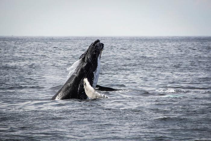 自分がクジラになって泳いでいる夢