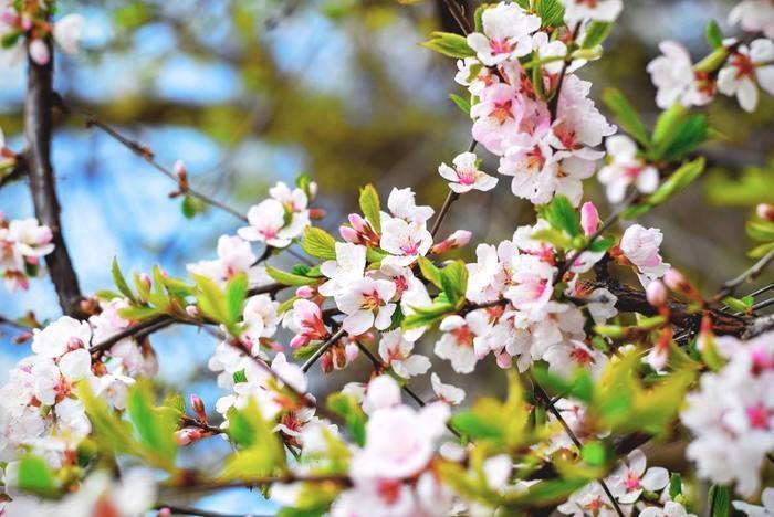 東海地方でお祓い・厄除けするならここ！有名な神社3選
