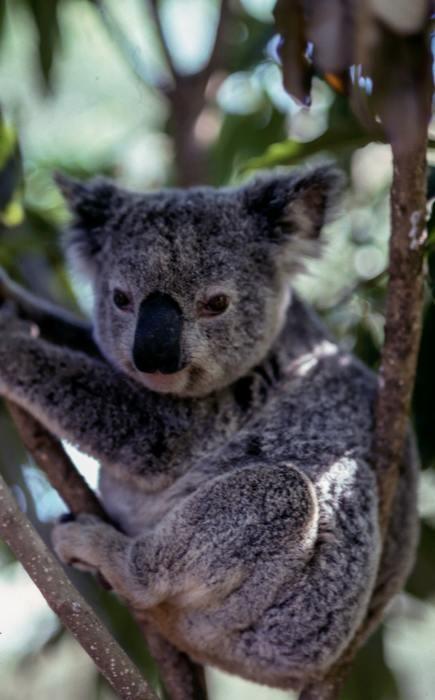 動物占いで子守熊の男性ってどんな人？基本性格をチェック！