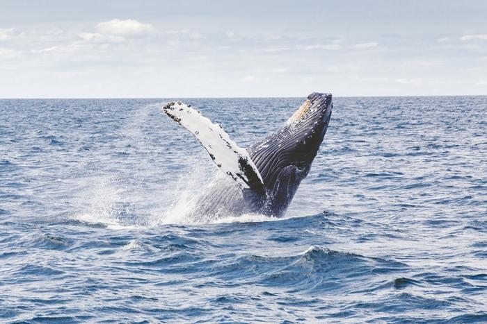 夢の中にクジラが出てきた！クジラの夢を見た時の意味と心理