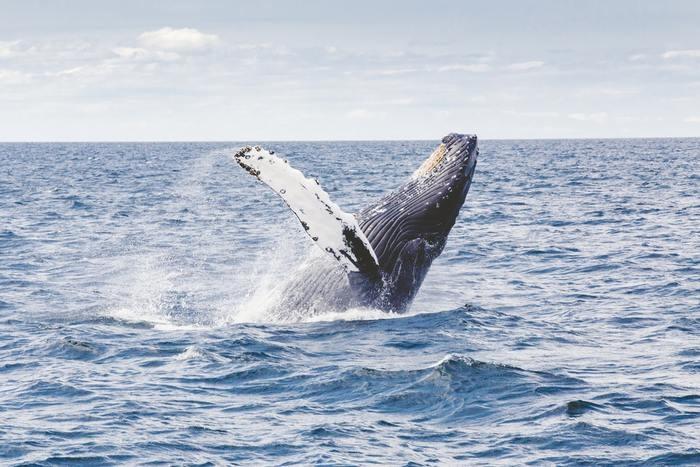 夢の中にクジラが出てきた！クジラの夢を見た時の意味と心理