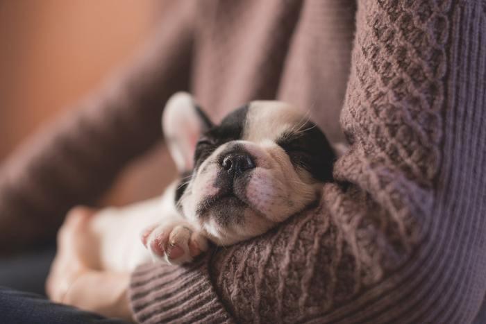 独身で犬は飼っちゃダメ？！婚期を逃すと言われる定説の真偽は？