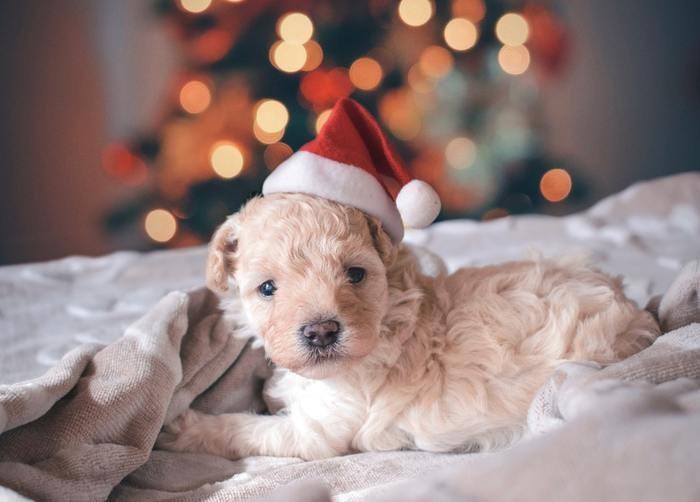 クリスマスに寂しいのはイヤだけど彼氏もいない！