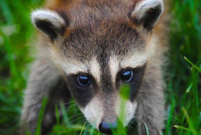 【動物占い】たぬきの性格・恋愛傾向・他の動物との相性・2018年の運勢