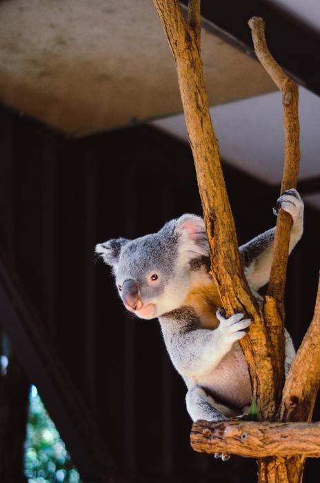 動物占いで子守熊の女性ってどんな人？基本性格をチェック！