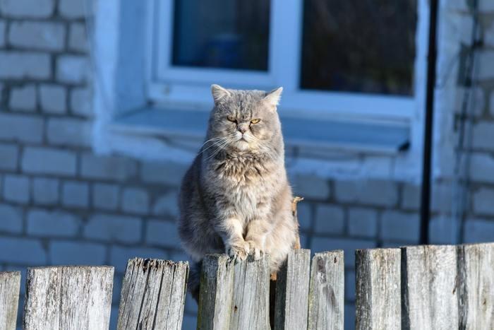《夢占い》夢の中に野良猫が出てきた時のメッセージを解読！