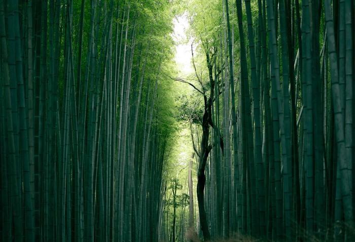 群馬でお祓いを受けられるおすすめの神社・寺社3選