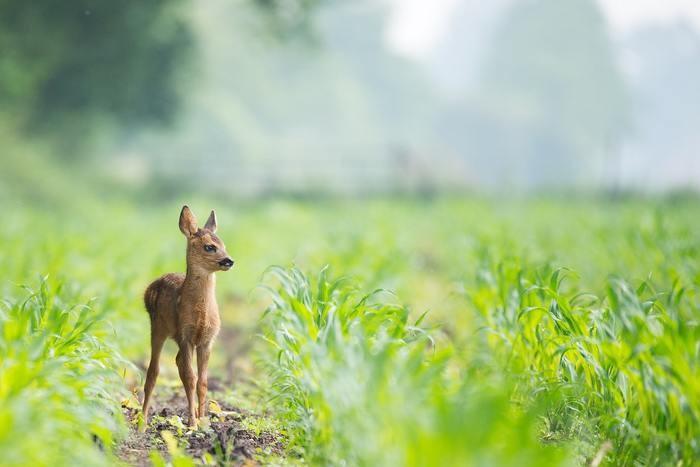 動物占いでこじかの女性ってどんな人？基本性格をチェック！
