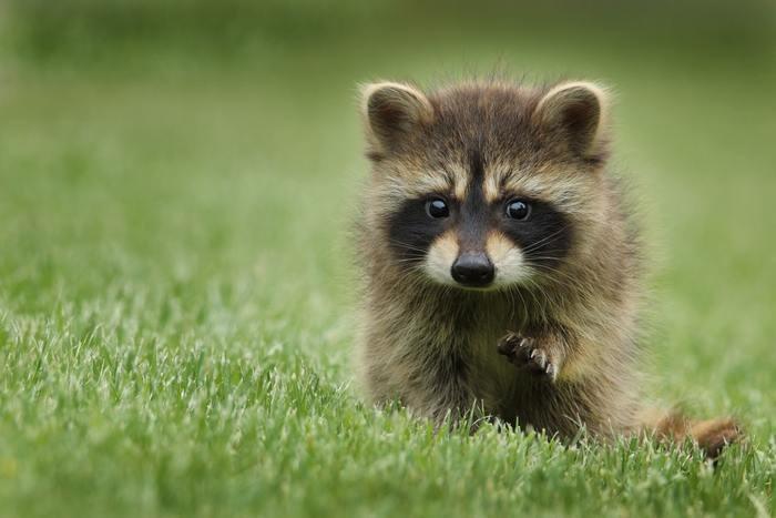 動物占いでたぬきの基本的な性格5つの特徴