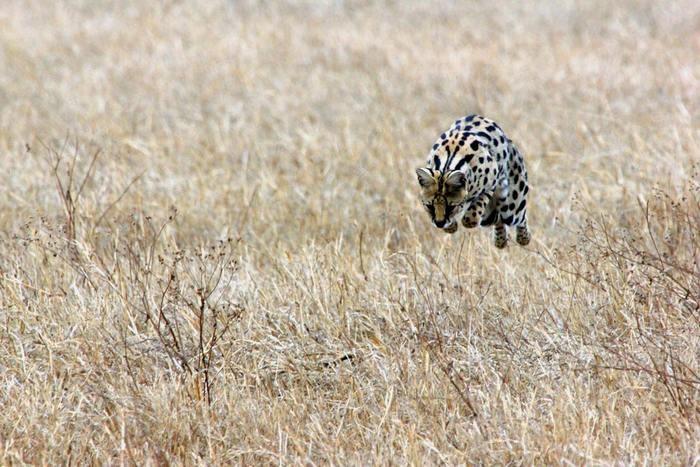 動物占いで黒ひょうの男性ってどんな人？基本性格をチェック！