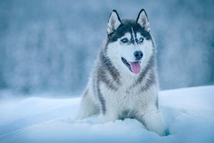 動物占いで狼の女性ってどんな人？基本性格をチェック！