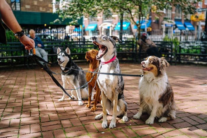 犬みたいなかわいい彼氏！その特徴と性格を紹介