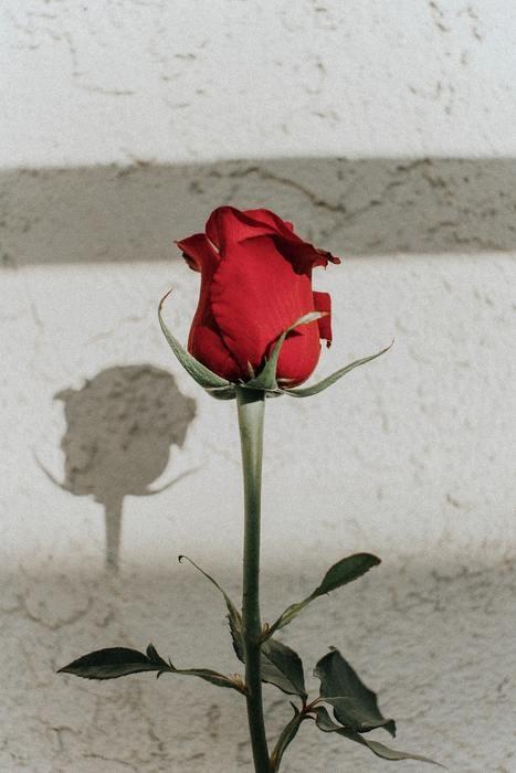 月と薔薇