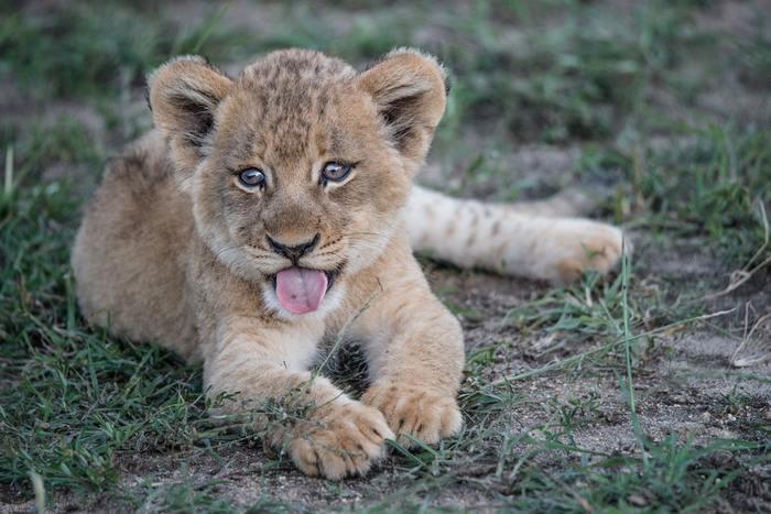 動物占いでライオンの女性ってどんな人？基本性格をチェック！