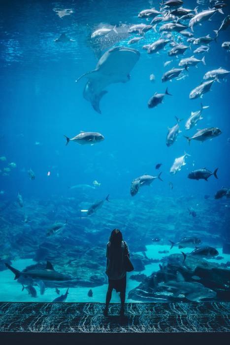 夢占い！水族館の夢を見た時の意味と心理を分析して解説