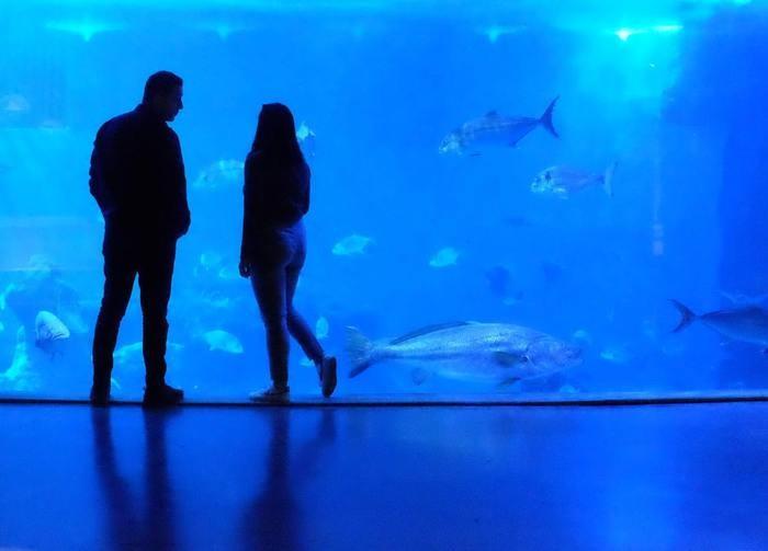 動物が好きなら！水族館デート