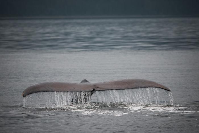 クジラの背中に乗っている夢