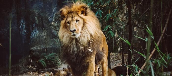 ライオンなどの猛獣に追いかけられる夢