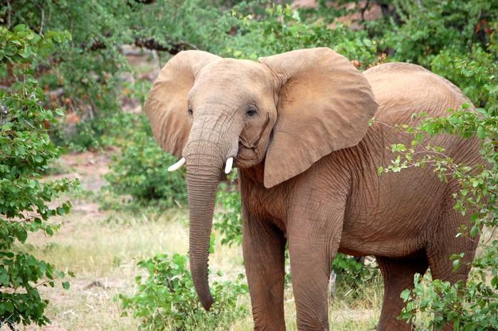 動物占いでゾウの男性ってどんな人？基本性格をチェック！