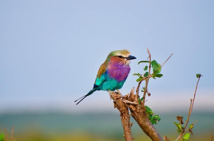 夢の中に鳥が出てきた！鳥の夢を見た時の意味と心理