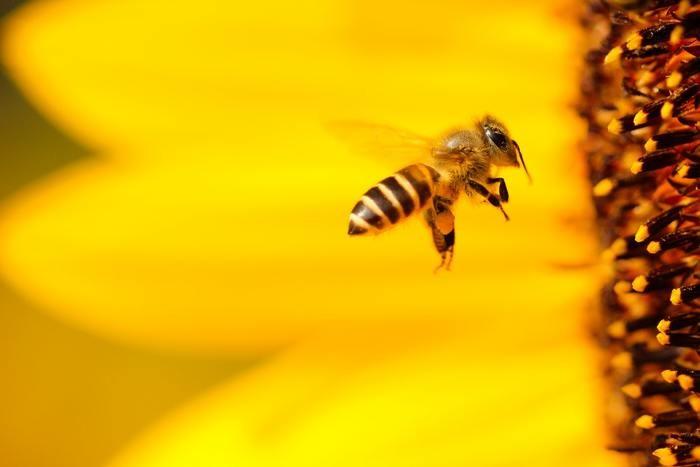 蜂に刺される夢を見た時の基本的な夢占い