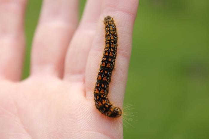 夢の中に幼虫が出てきた！幼虫の夢を見た時の意味と心理