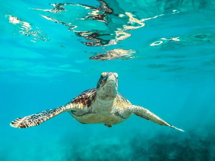 夢占い！水族館で亀を見る夢