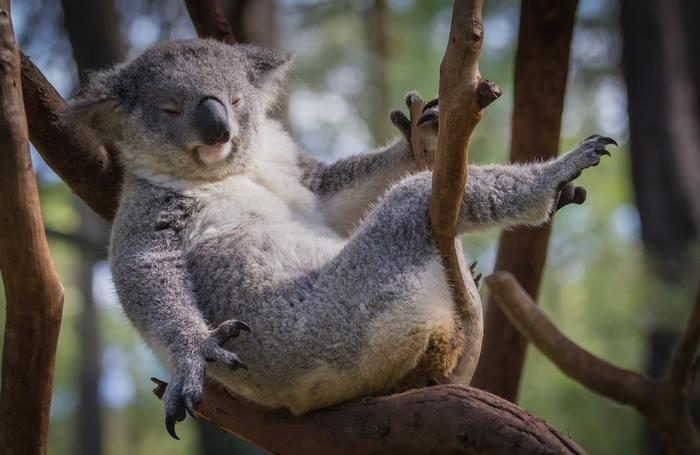 動物占いでのコアラと他の動物との相性！動物別攻略法！