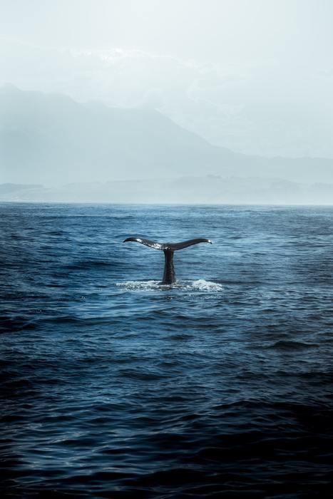 夢占い！《状況別》クジラが夢に出てきた時の意味と心理を徹底分析