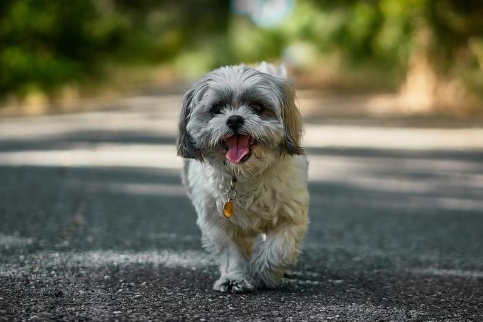 独身で犬を飼うときに気をつけたい注意点とは？