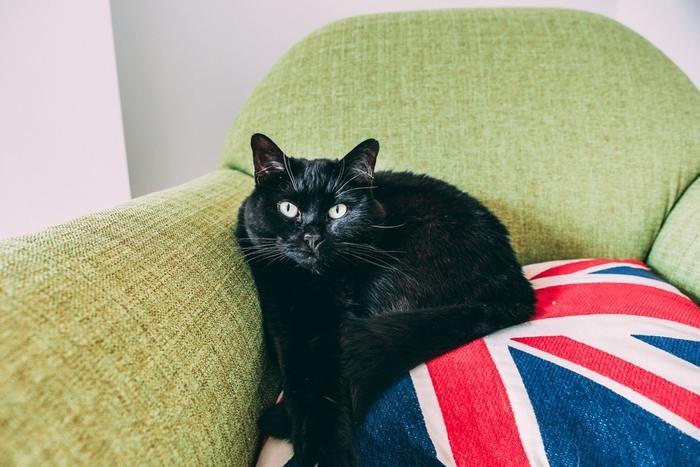 《夢占い》夢の中に黒猫が出てきた時のメッセージを徹底解説！