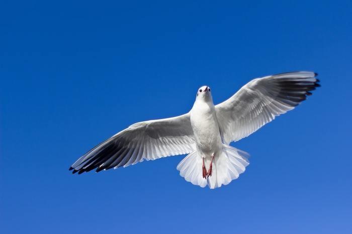《夢占い》夢の中に鳩が出てきた時のメッセージを解読！