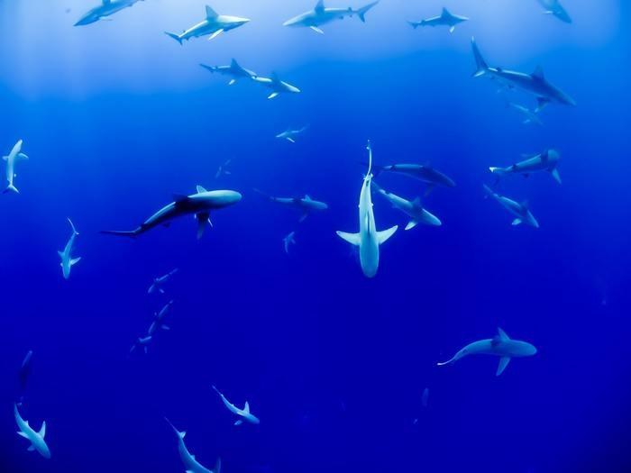 《夢占い》水族館の夢を見た時の意味と心理14選