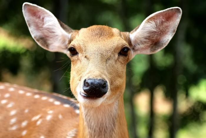 【動物占い】こじかの性格は？他の動物との相性はどうなの？