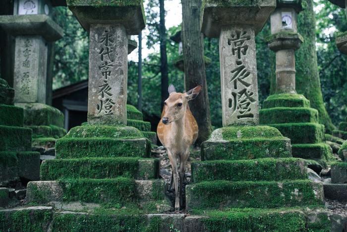 【奈良パワースポット3】薬師如来の治癒力！奈良薬師寺