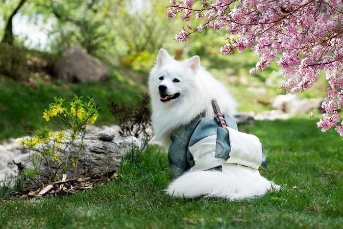 犬の夢を見た時のまとめ