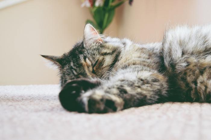 夢の中で猫が怪我をした！猫が怪我をする夢を見た時の意味と心理