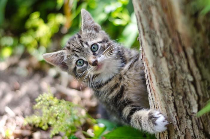 猫が怪我する夢を見た時の基本的な夢占い