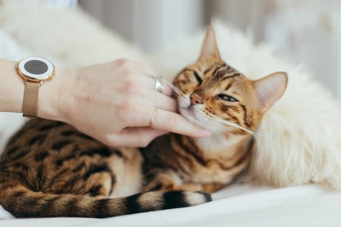 夢の中で猫になった！猫になる夢を見た時の意味と心理