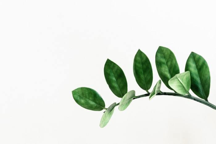 観葉植物を部屋に飾る
