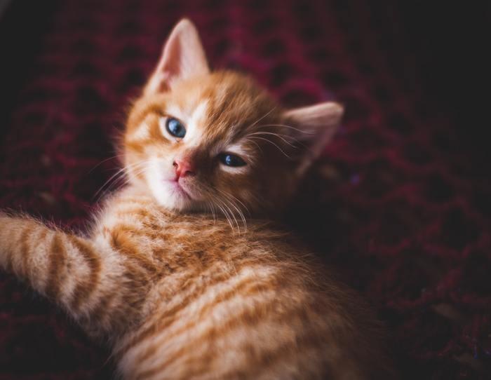 子供や動物相手の優しい声